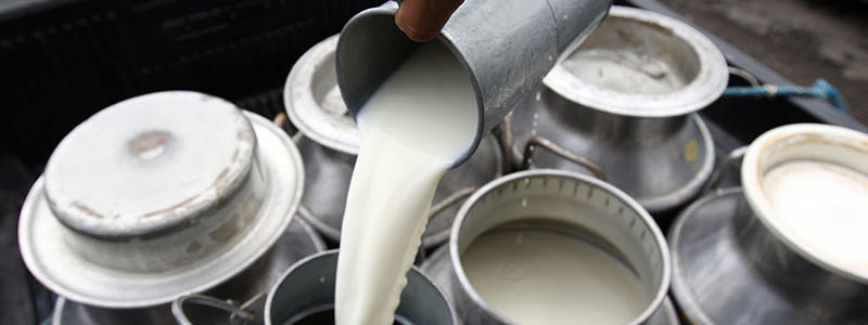 ¿Cómo se procesa industrialmente la leche?