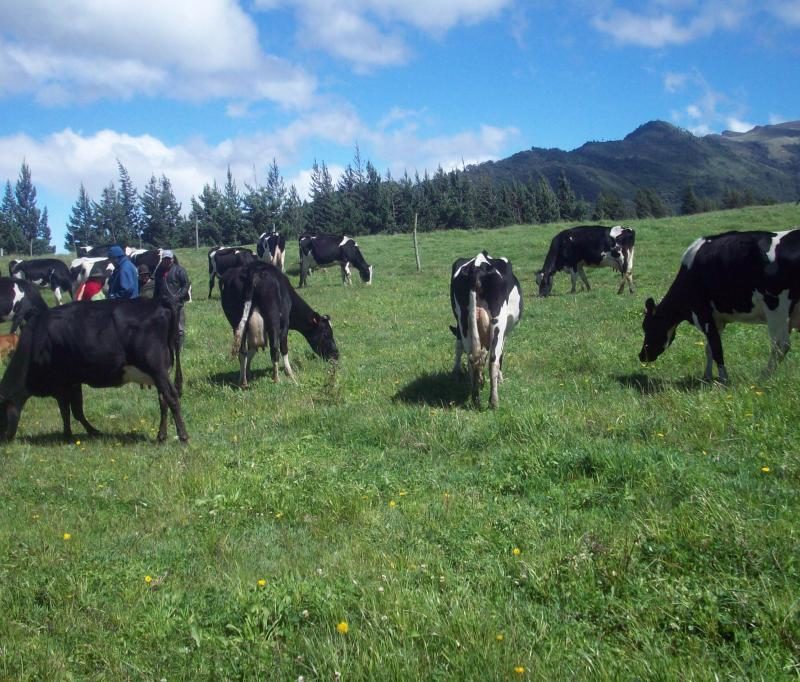 El trabajo ganadero en Ecuador
